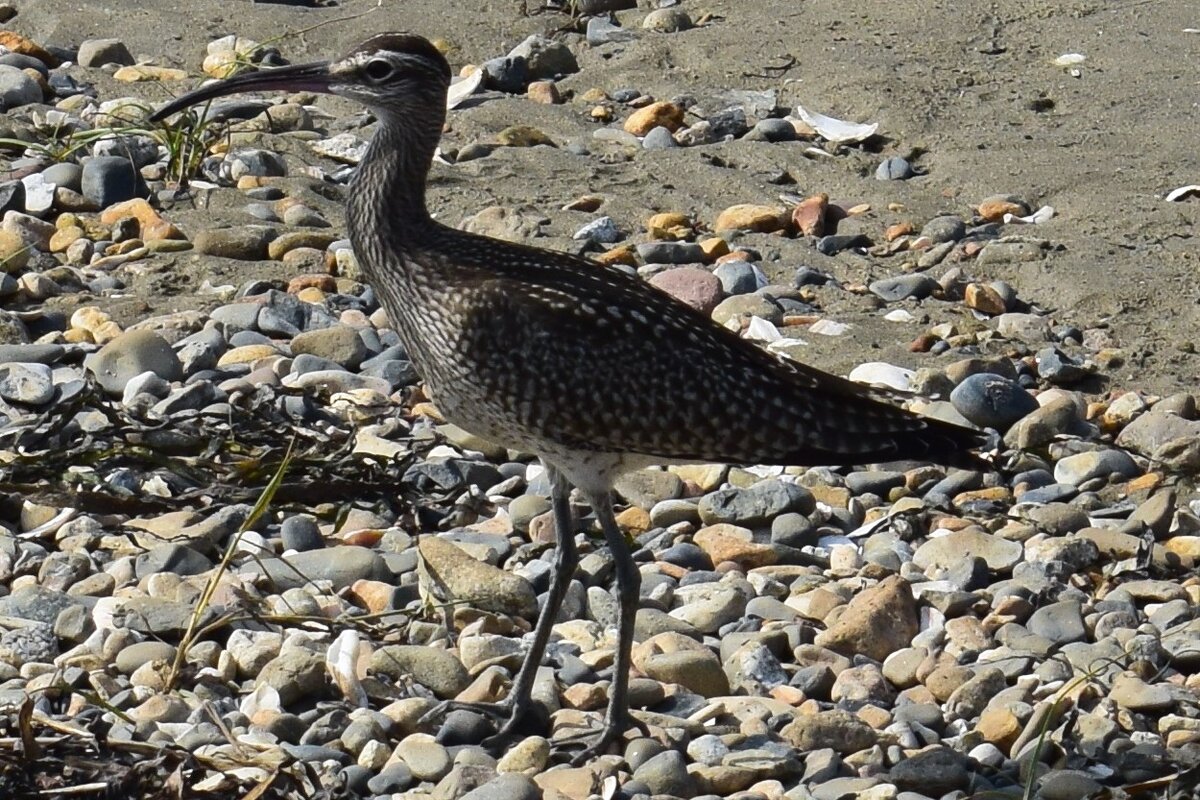 Фото автора канала "Приключения Тома Сойера"