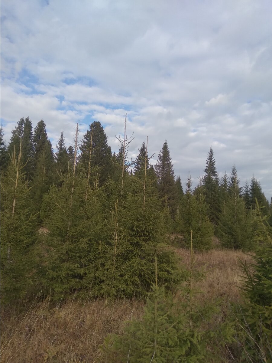 Отдых в лесу