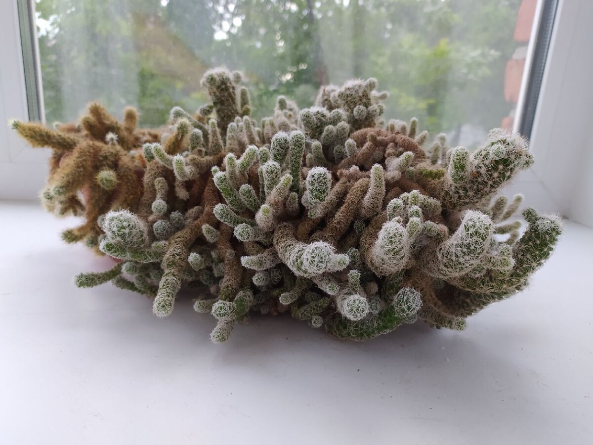 Зеленый питомец, за которым нужно ухаживать.