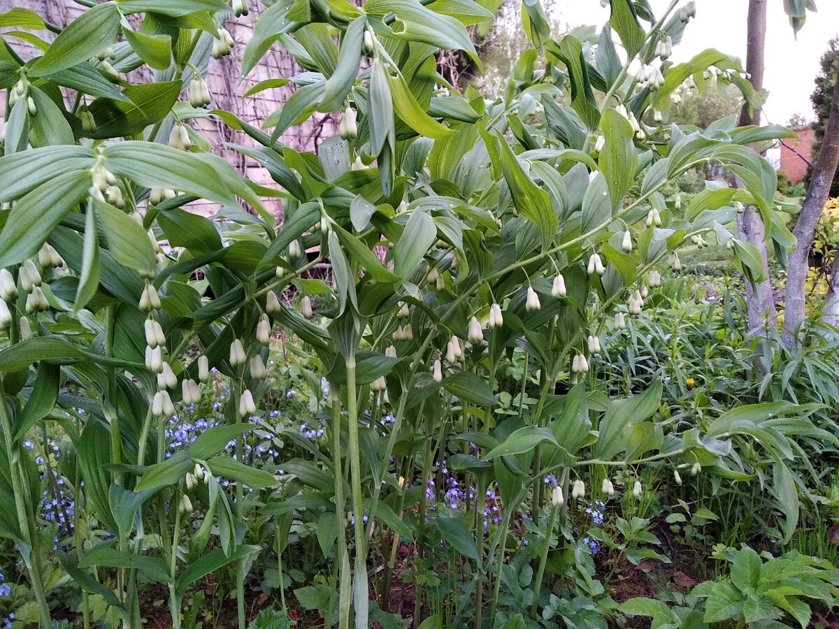 Купена. Купена мутовчатая. Купена цветок. Купена всходы.