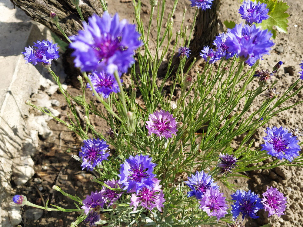 Васильки двух цветов растут рядом вдоль виноградника Авторское фотоВаси
