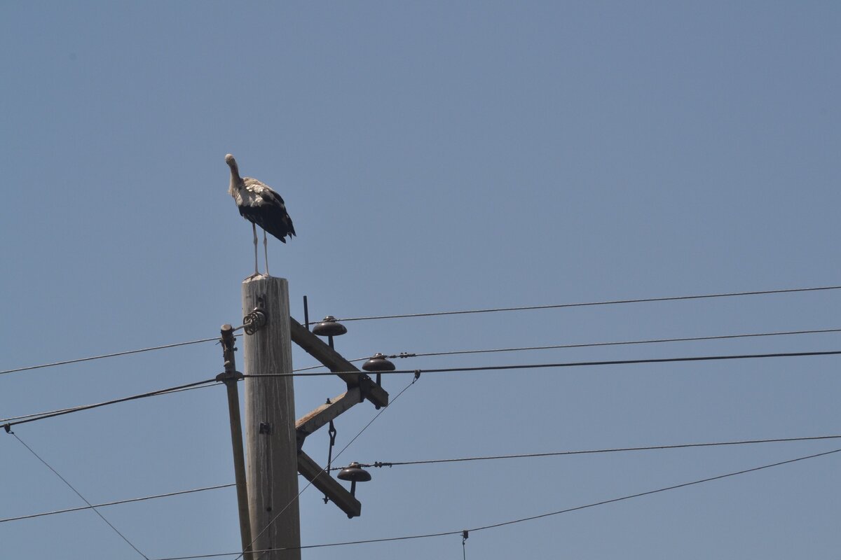 Аист на столбе.