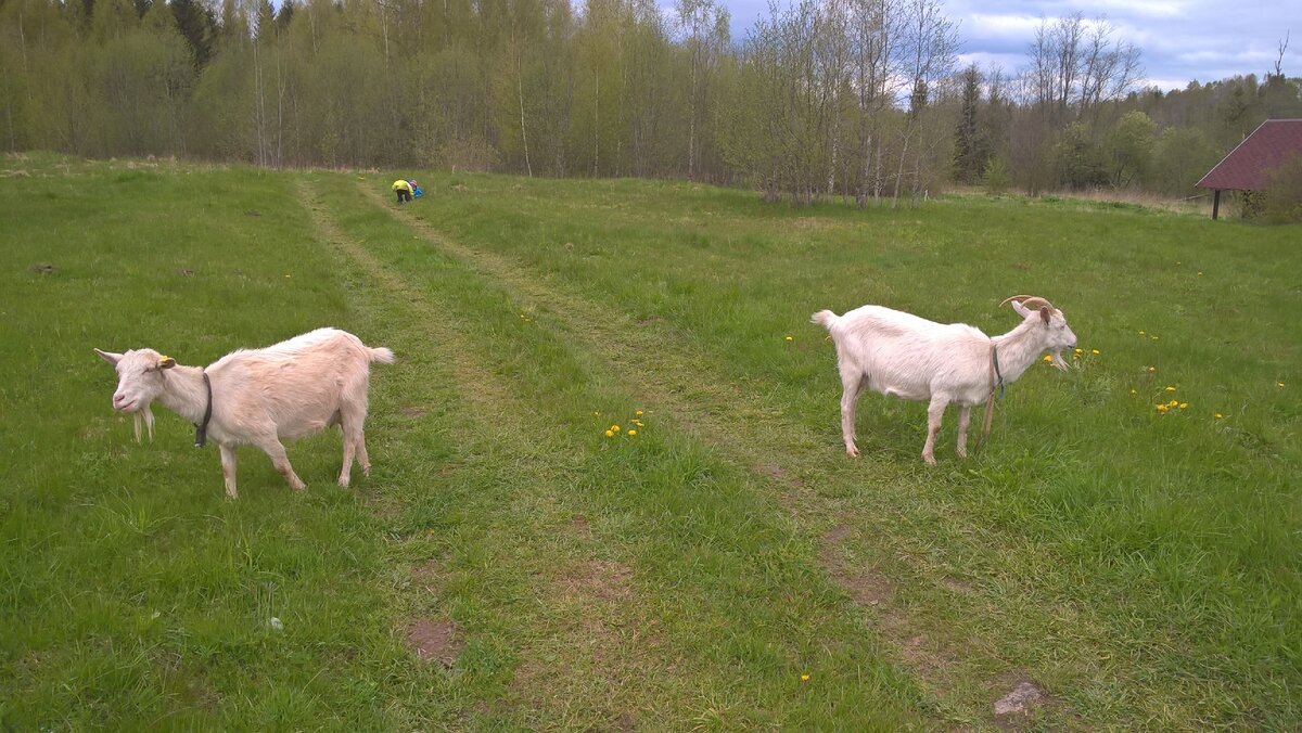 Клипса и Рогатка