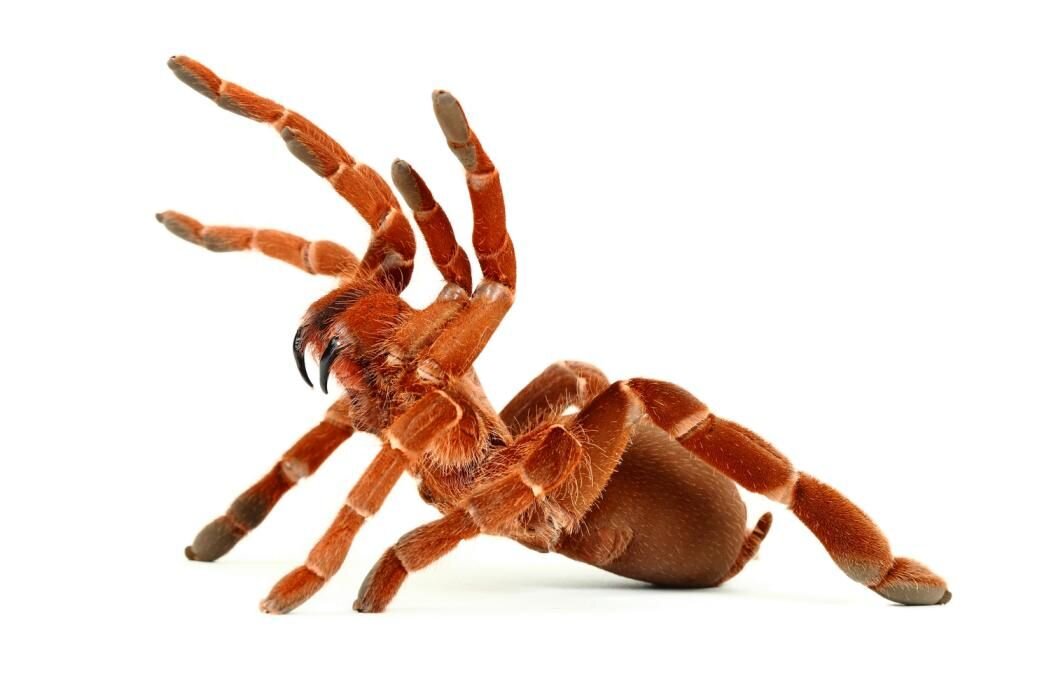 Citharischius crawshayi.