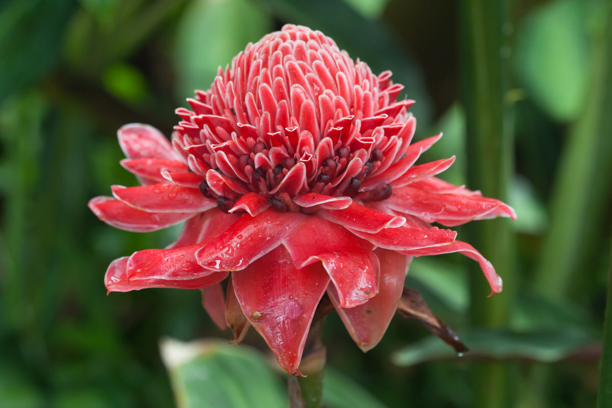 Цветок имбиря