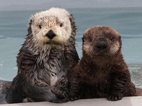 © MONTEREY BAY AQUARIUM, PHOTO BY RANDY WILDER