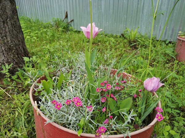 Вот так выглядит моя клумба из бочки