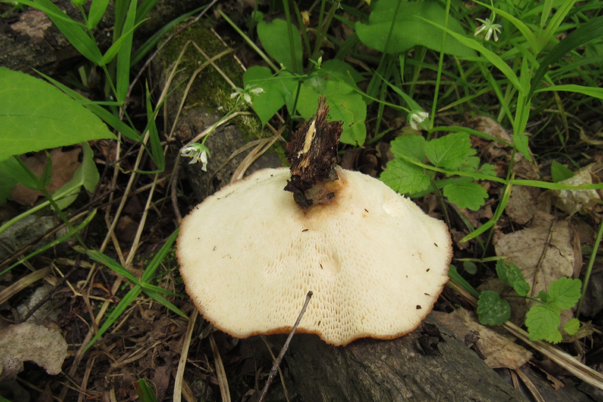 Крупные поры, толстая короткая нога - не перепутаешь (фото И.Лебединского)