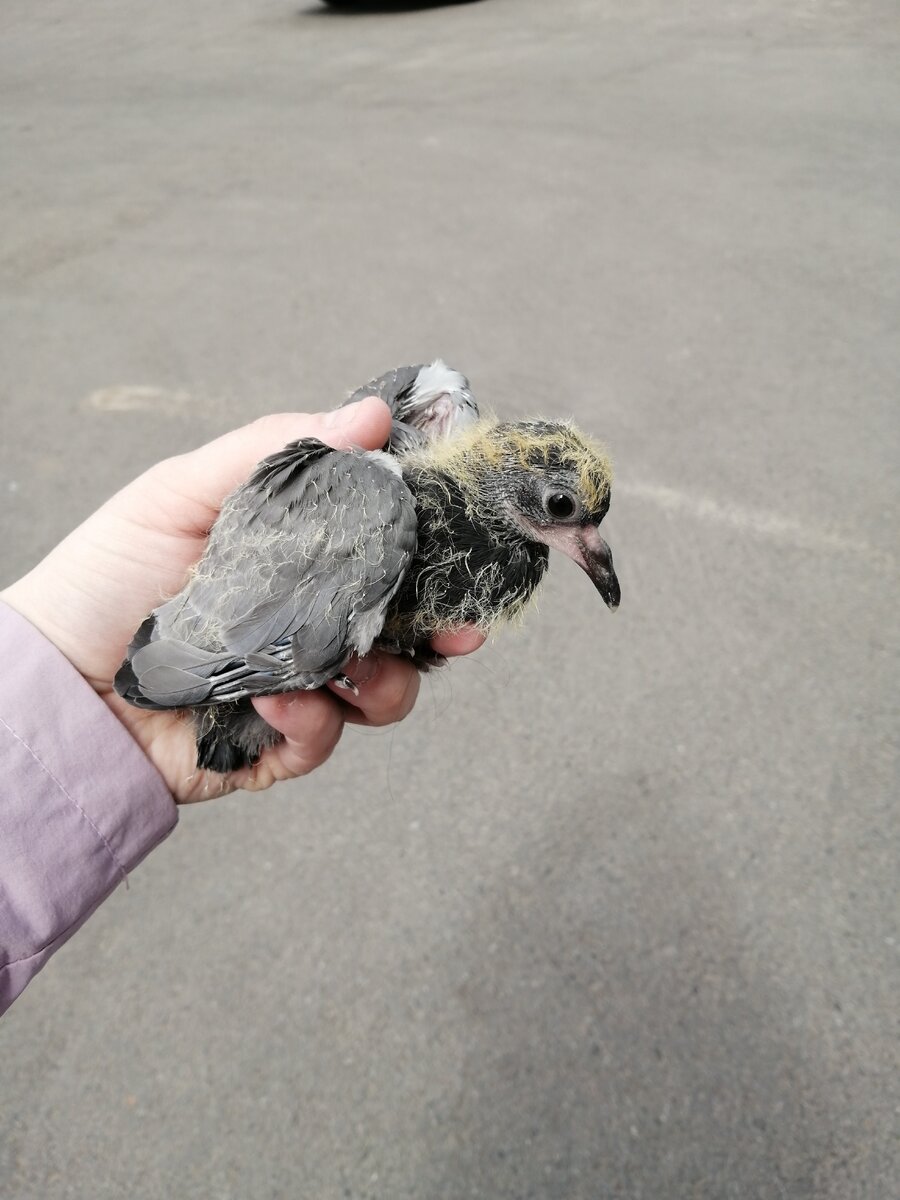 Как определить возраст птенца голубя