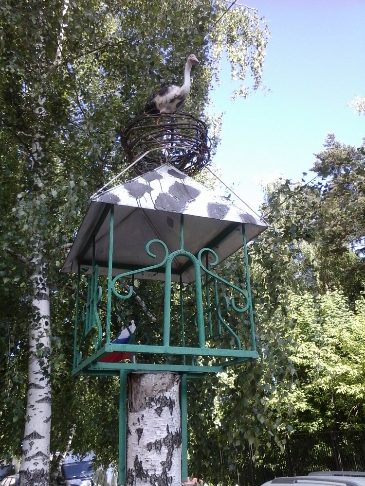 Аист прилетел. Под окнами дома