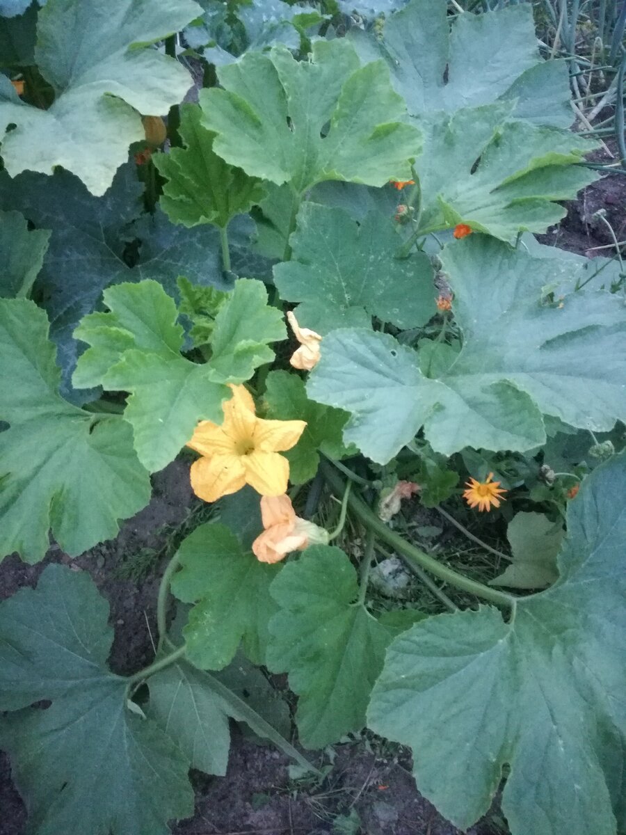Эти кабачки посажены сухими семенами в начале июня 2019 года.