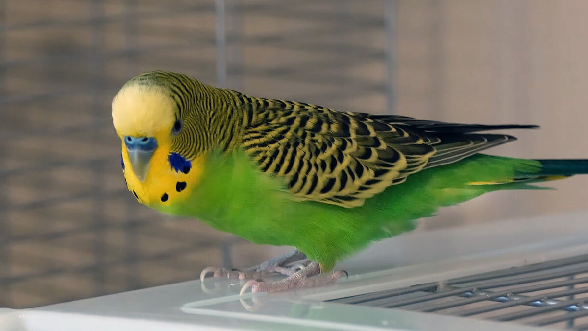 попугайка. попугай мстит. волнистые попугаи говараци. волнистый попугай приручение. выставочный волнистый попугай чех.