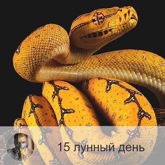 15-ый лунный день с 20:46 5-ого по 22:06 6-ого. 🔆 Время разгула сил зла.
🐍 Символ дня – змей, шакал.
🎂 Люди, рождённые в этот лунный день, несут очень тяжелую карму. Часто учеба дается им с трудом. Они, как правило, не могут бороться с собой и поддаются всяческим соблазнам, растрачивая свою энергию впустую.
💍 Камень – агат.
🌚 Достаточно негативный, во время которого велики шансы поддаться соблазнам и совершить какую-нибудь глупость. Самоконтроль в эти лунные сутки ослаблен, зато инстинкты очень сильны. Постарайтесь справиться с эмоциями и заняться укреплением самодисциплины. Нельзя предпринимать ничего важного, влияющего на судьбу. От шопинга также лучше воздержаться.
✅ Рекомендуемые практики: аскеза, преодоление искушений.
В этот день надо практиковать аскезу, побеждать свою плоть, есть постную пищу, но она должна быть горячей и острой. Аскеза – это отказ от всех искушений, в том числе и в пище, что способствует неуязвимости перед силами зла, создает человеку защиту. Пища должна быть простой, горячей и острой. Так же в этот день особо рекомендуется помолиться за врага, так как после полнолуния есть возможность обрести защиту и улучшить отношения с людьми, которые создают в вашей жизни напряжение и негатив.
💊Очень полезно поголодать или посидеть на диете, так как в это время ослаблена поджелудочная железа и печень. Любые формы воздержания принесут пользу.
❌Запрещено: ссоры.
Нельзя есть капусту, чеснок, яблоки, так как эти продукты плохо усваиваются в этот лунный день.
⭕️Уязвимые органы: поджелудочная железа.
Нарушение рекомендаций дня может привести к боли в желудке, в худшем случае к гастриту и язве. В это время хорошо употреблять продукты, чистящие поджелудочную железу.
💤Сны этих лунных суток — вещие, в которых ваши проблемы могут предстать в символическом виде, а по ходу сна будет дана подсказка, как справиться с ними.

—————
⭐ Отзывы обо мне и моей работе 👉 numeromagic.ru/reviews
🎯 Заказать Астрологическую консультацию 👉 numeromagic.ru/uslugi