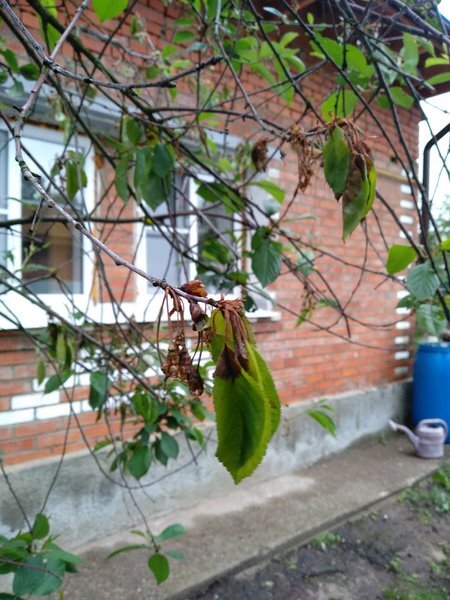 Поражённые монилиозом ветви вишни