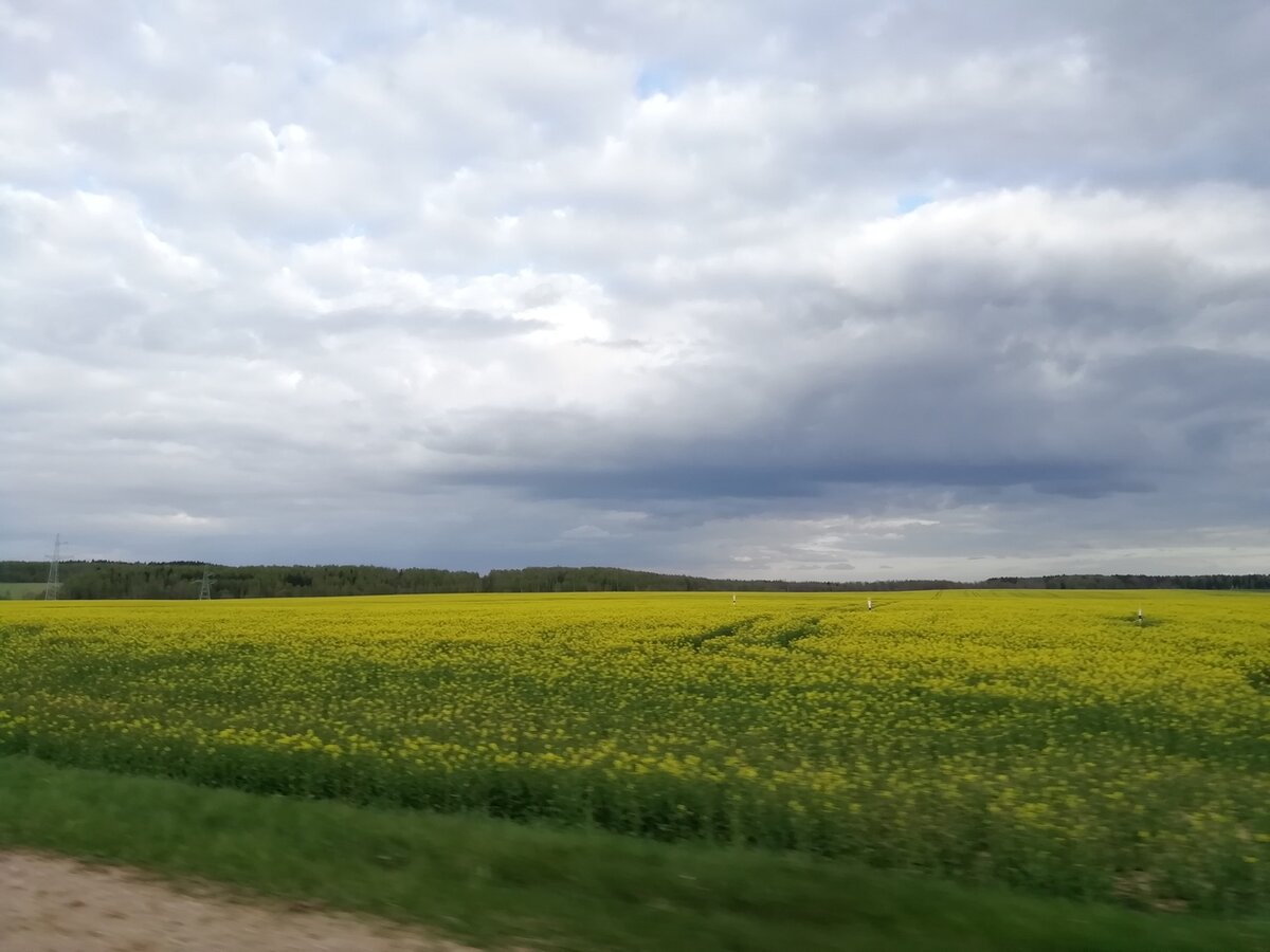 Каждый раз как еду на дачу - вижу как цветёт рапс. Красиво то как! Дальше фотки уже из инета. 