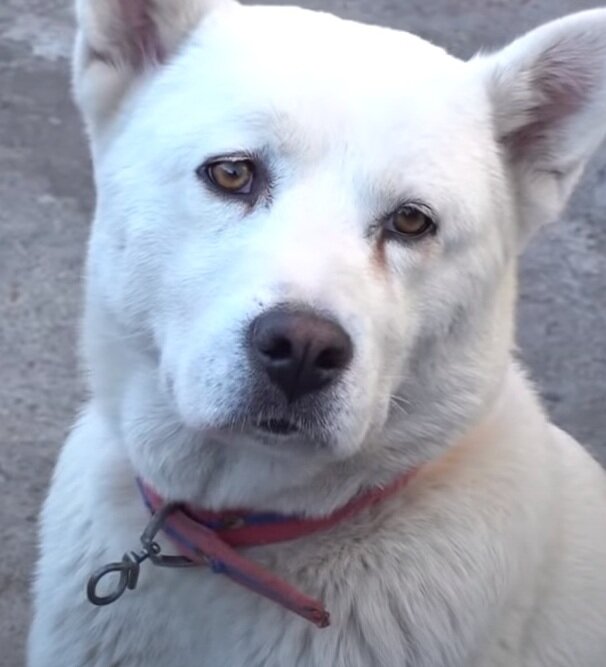 Скрин взят с youtube для иллюстрации героев истории