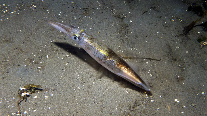 Механизм управления прозрачностью биологи позаимствовали у кальмара вида Doryteuthis opalescens.Фото Wikimedia Commons.