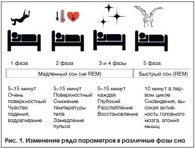 Изменение фаз сна