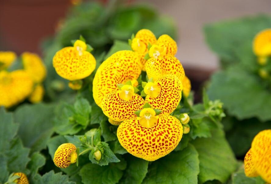 Кальцеолярия (Calceolaria). Уход за кальцелярией: содержание и размножение