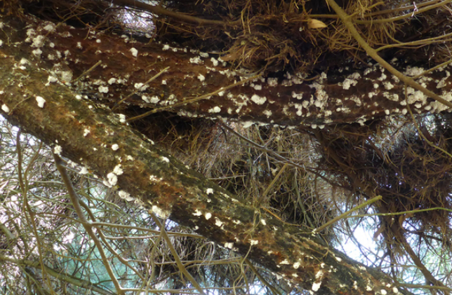 Инфекция распространяется по всему дереву