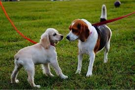 Собака-гуляка - Сервис по выгулу и догситтингу собак