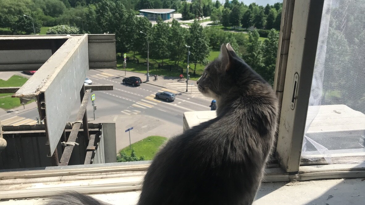 Марта на подоконнике. Фото автора