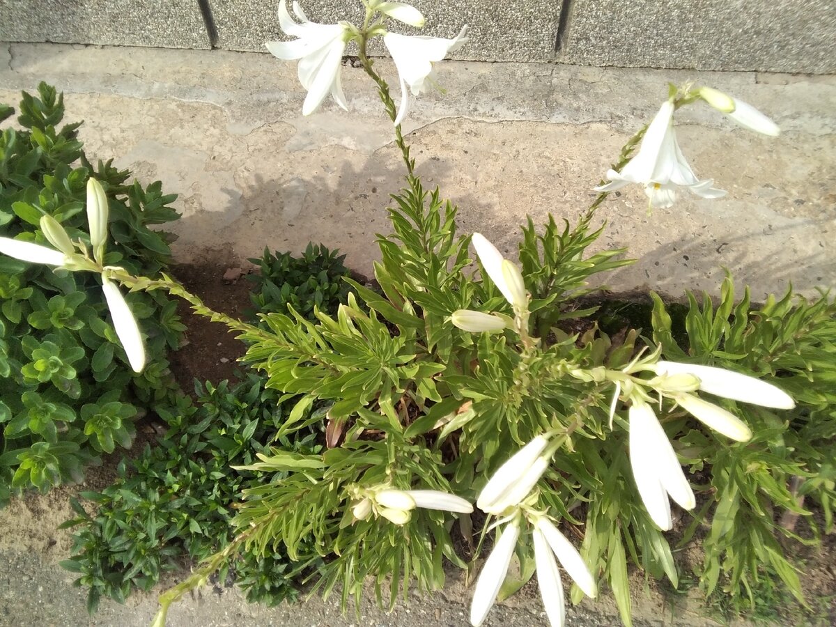 Лилии цветут (фотография из личного архива автора) 