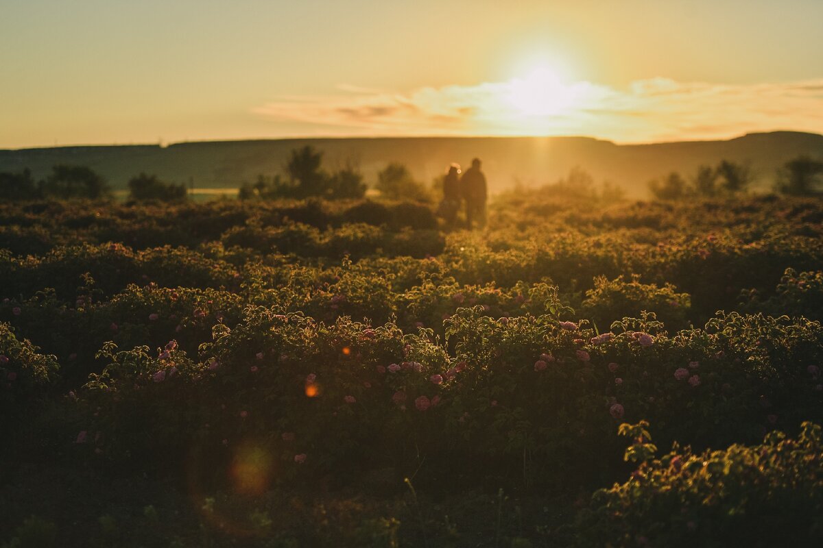 Розовые поля в Крыму 