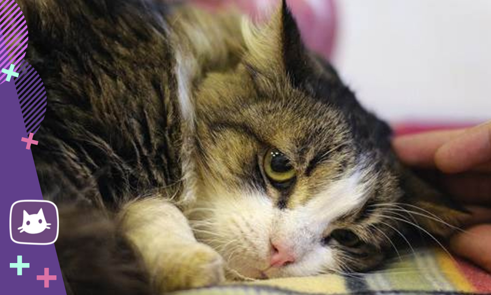 Цистит у кота: симптомы, профилактика и лечение воспаления