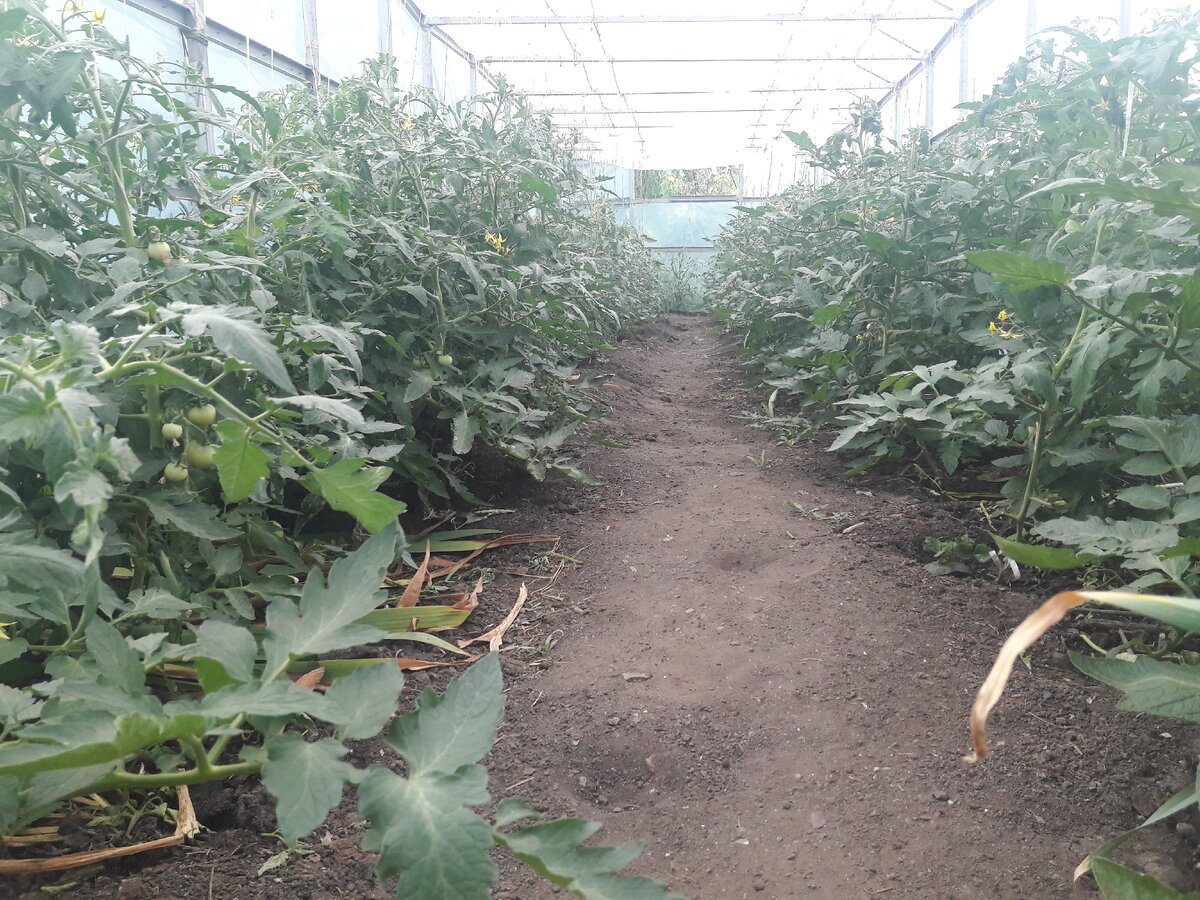 Томаты в теплице.