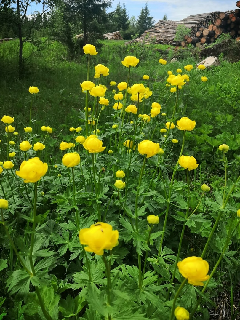 А пока все в ожидании, мы вдохновляемся летней природой!