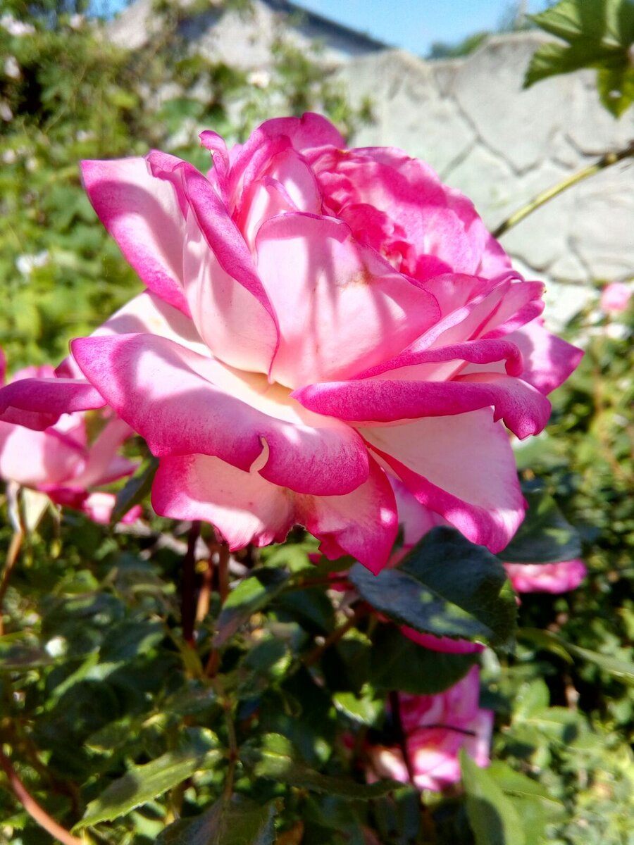 Фото сделал автор канала. Одна из цариц моего сада :)