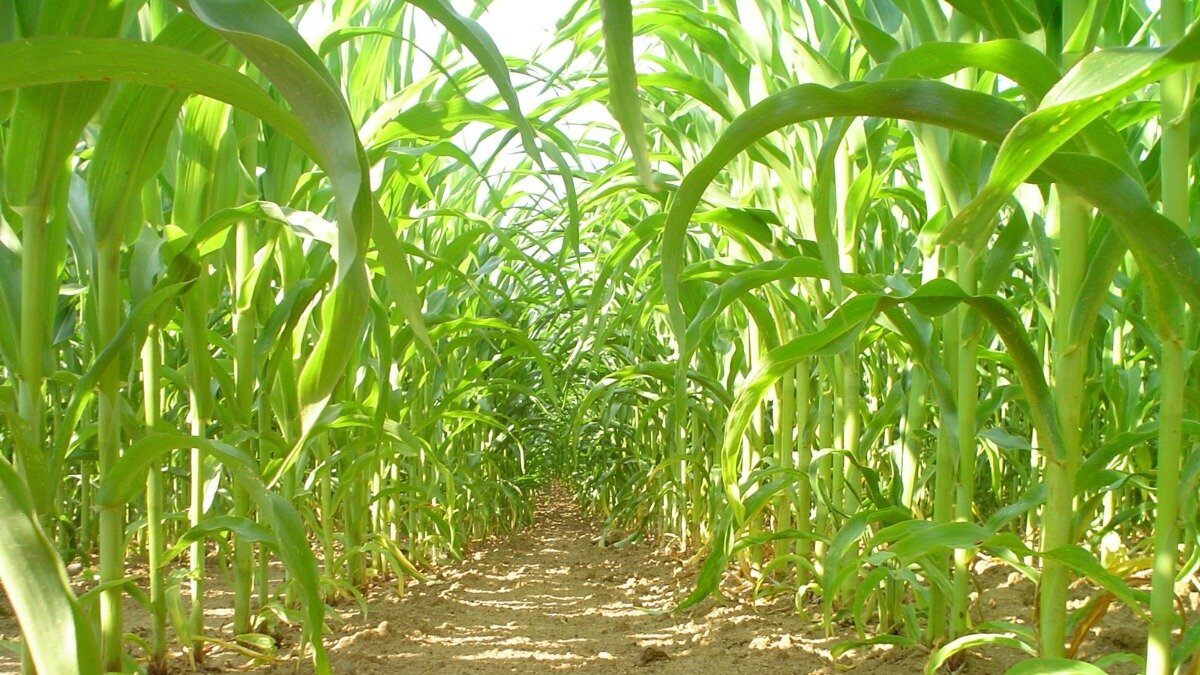 Как посадить кукурузу в огороде. Всходы кукурузы. Сорняки в кукурузе. Выращивание кукурузы. Где выращивают кукурузу.