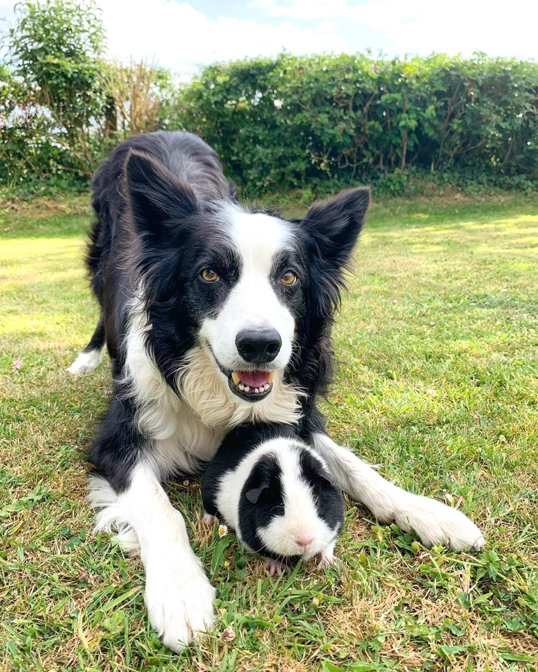 Фото взято с сайта www.thesun.co.uk