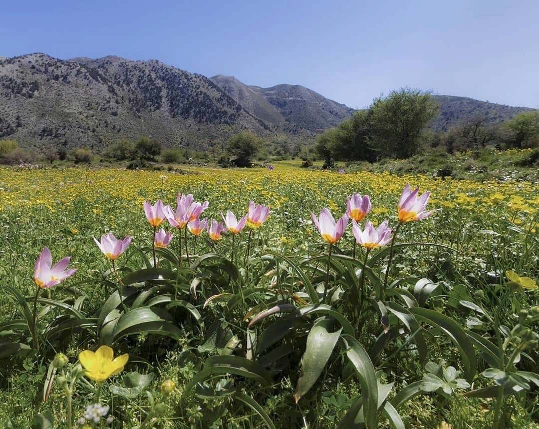 Цветущий Крит весной, в апреле