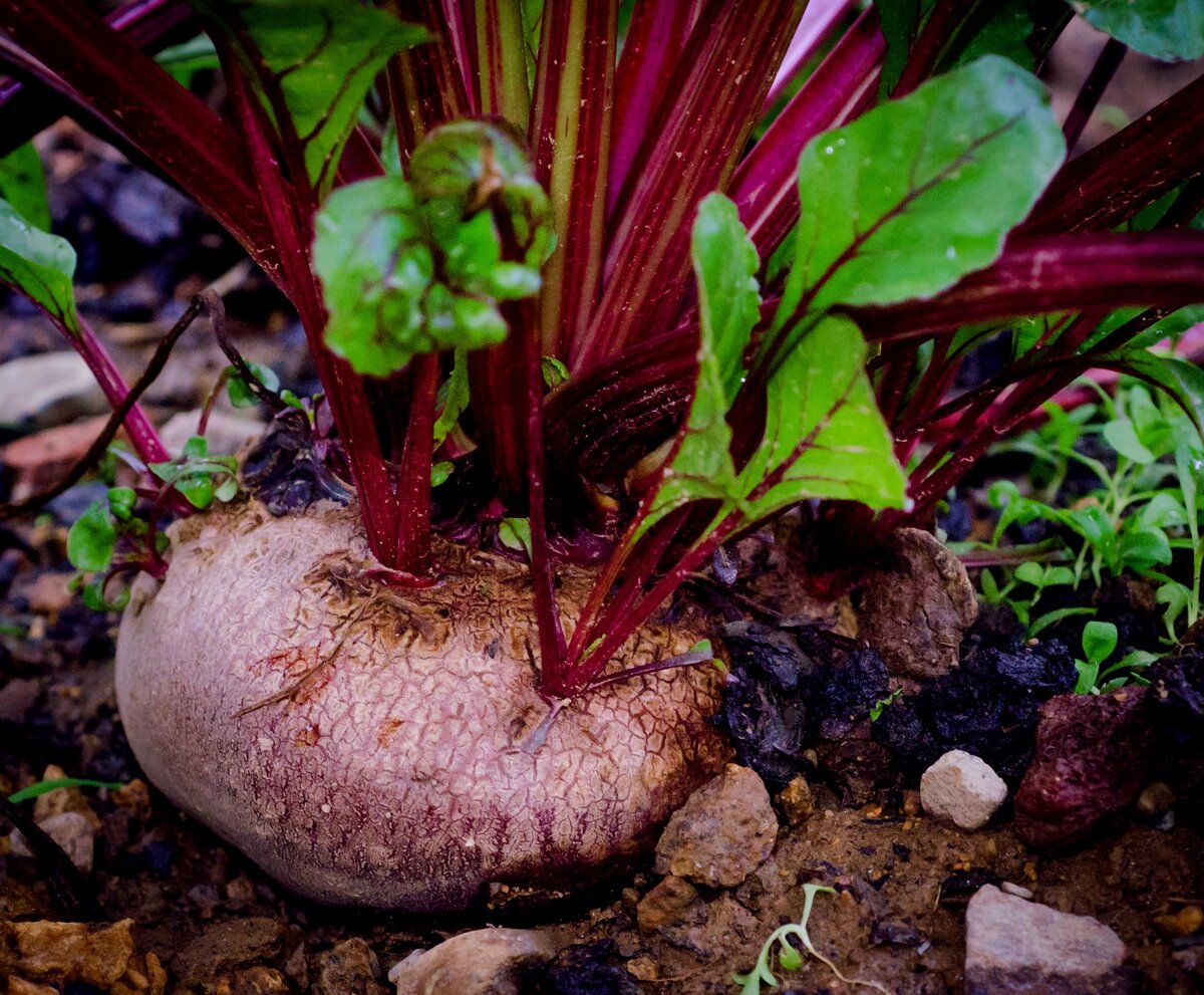 Масса самой крупной в мире свёклы составила 23,4 кг. 