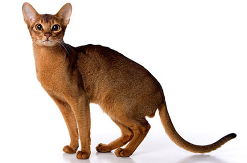 фото цейлонской кошки