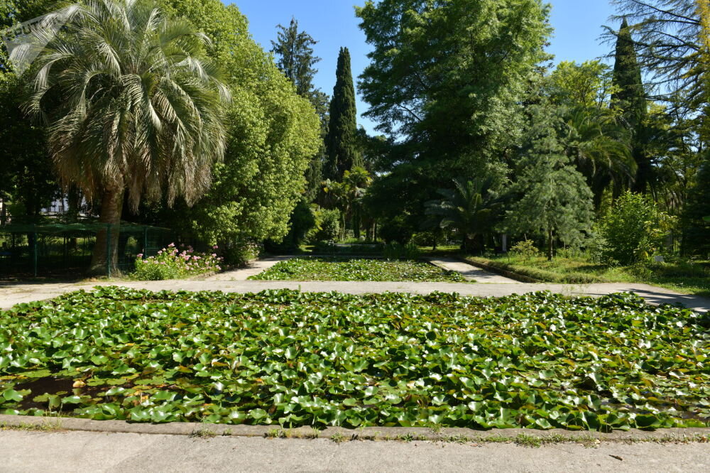 Ботанический сад абхазия сухум. Дендрарий абхазия сухум. Сухумский субтропический дендропарк. Дендрарий абхазия сухум. Ботанический сад абхазия сухум.