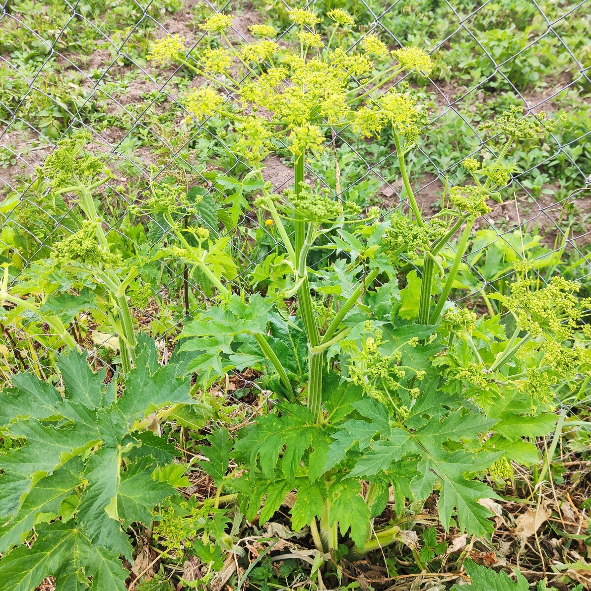 Борщевик обыкновенный