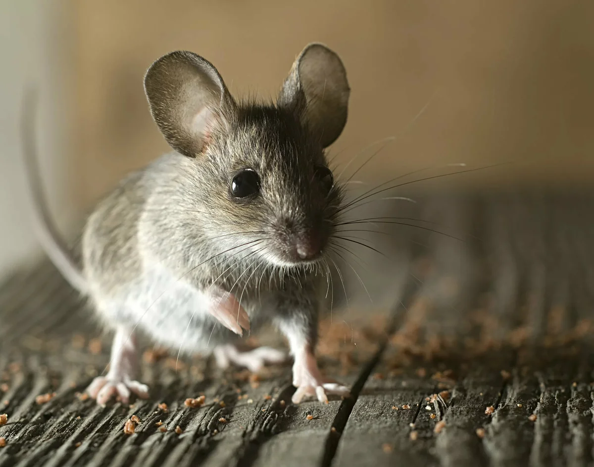 Мышка это. Домовая мышь mus musculus Linnaeus. Мышь домовая серая. Мышь серая обыкновенная. Мышка Живая