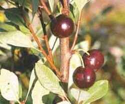 плоды вишни Бессея