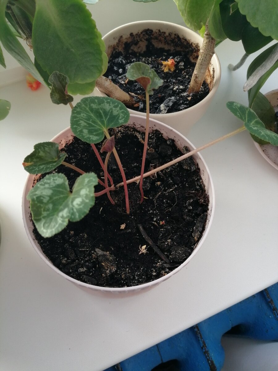 Цикламен после периода покоя