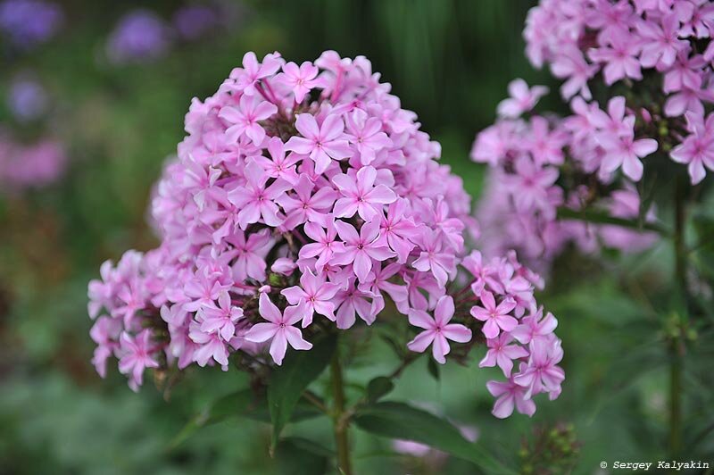 Флокс Реверанс