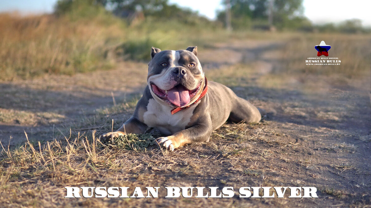 Американский Булли Сильвер