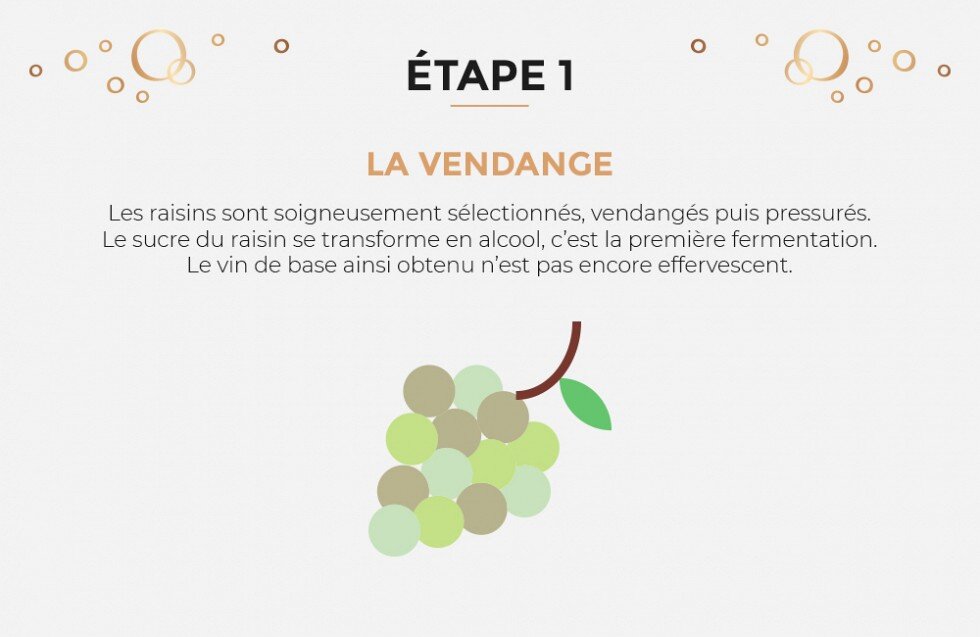 Первый этап: сахар в винограде трансформируется в алкоголь. Первая ферментация. 