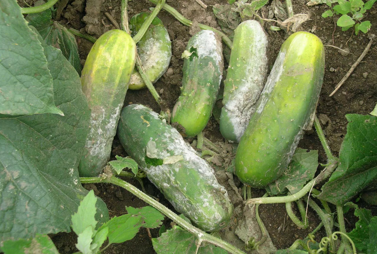 Больные огурцы. Фото из Яндекс.Картинки