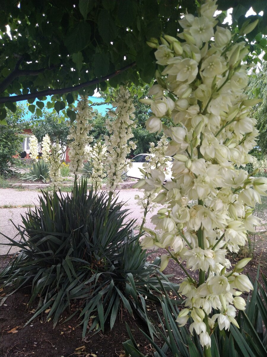 Цветы любви