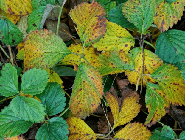 Болезни клубники. Источник dachnyedela.ru 