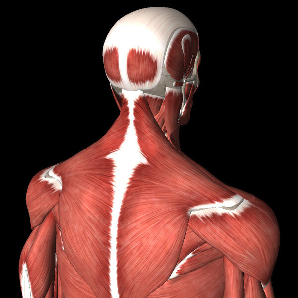 Снимаем скованность и напряжение с мышц плеч и спины тремя простыми упражнениями.