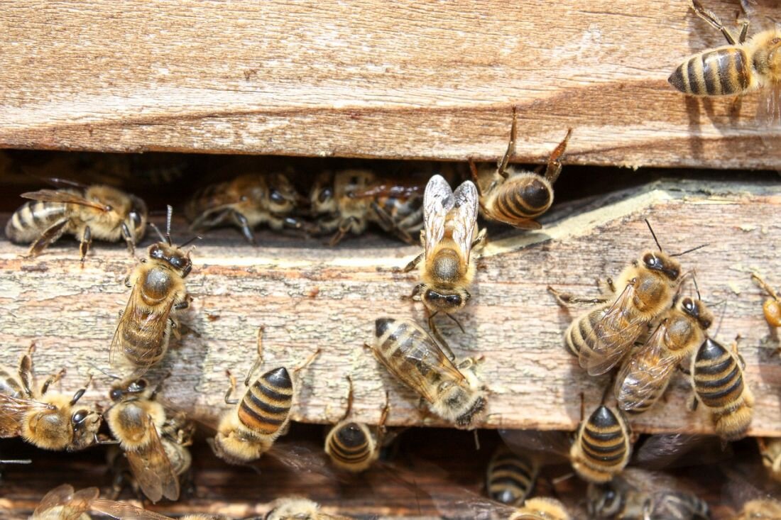 Улей для пчел. Пчелы в улье. Медовая пчела. Пчелы и мед.
